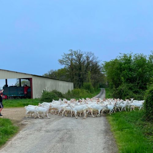 SAINT-SAUVANT 2024 04 11